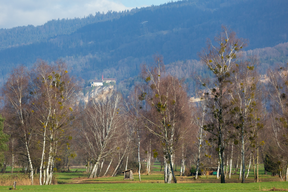 Lauteracherried im Jänner 27